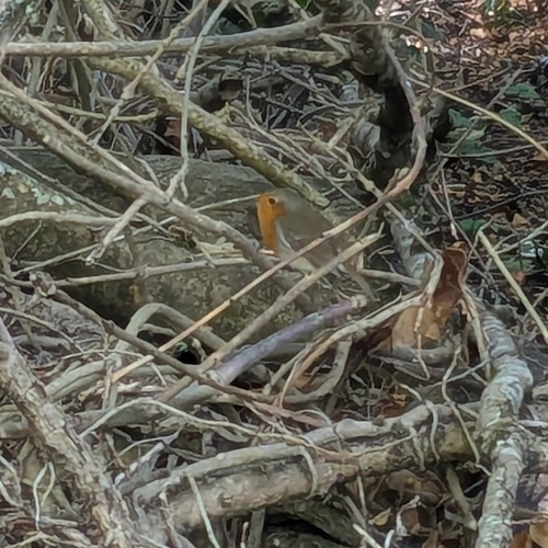 European Robin