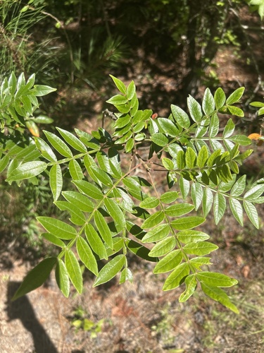 shining sumac