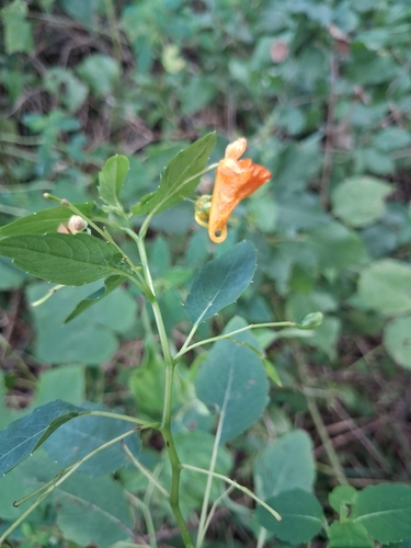 common jewelweed
