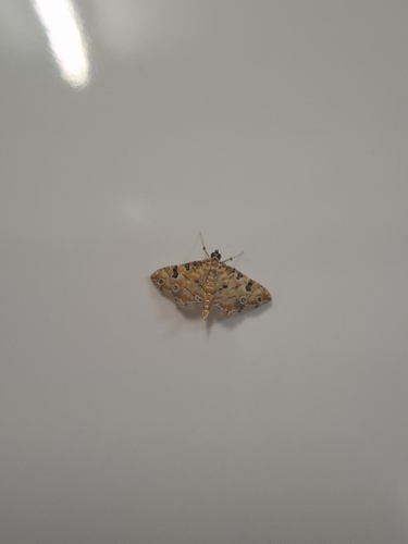 Orange Silver-spot