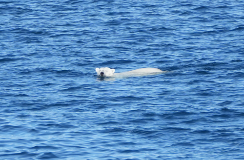 Black Bear sighting near Kitikmeot