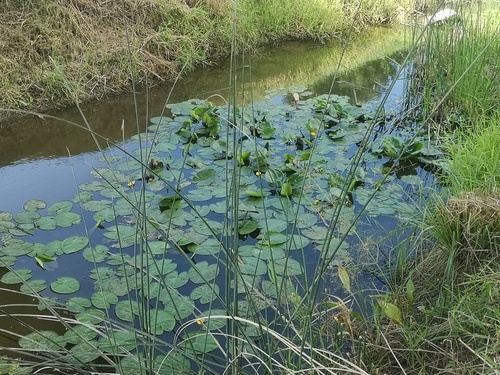 yellow water-lily