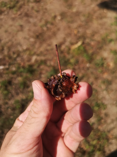Knopper Gall Wasp