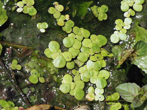 greater duckweed