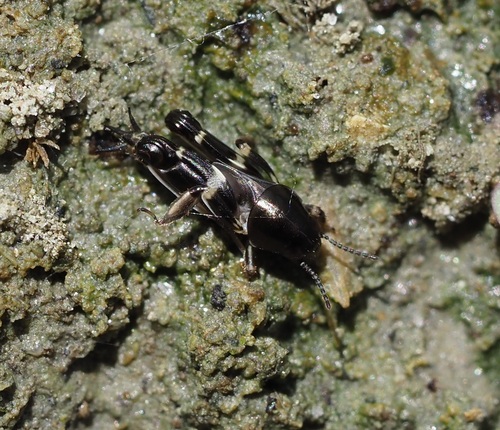 Pfaendler's Molehopper