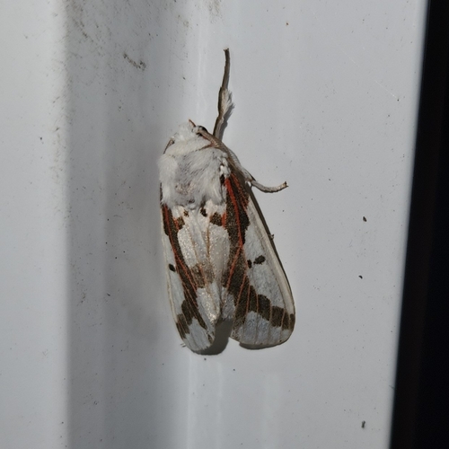 Red-tailed Specter Moth