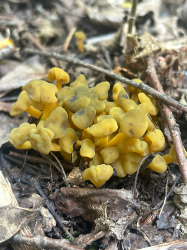 Ochre Jelly Club
