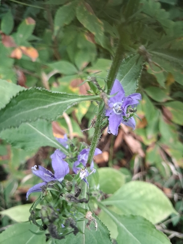 tall bellflower