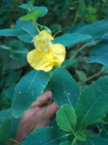 pale jewelweed