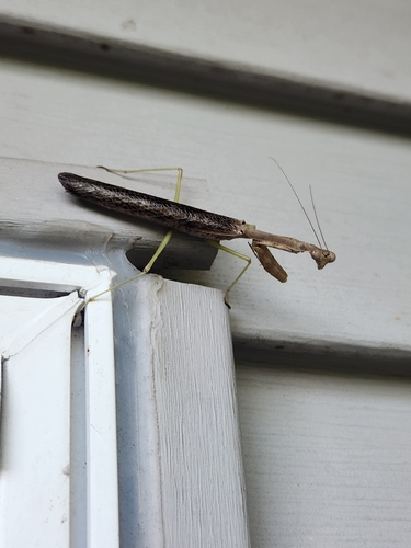 Carolina Mantis