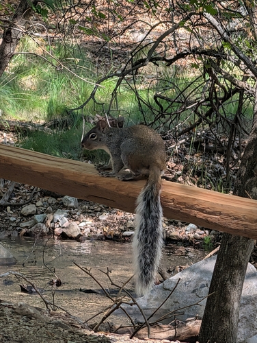 Arizona Gray Squirrel observed by cyedigarova