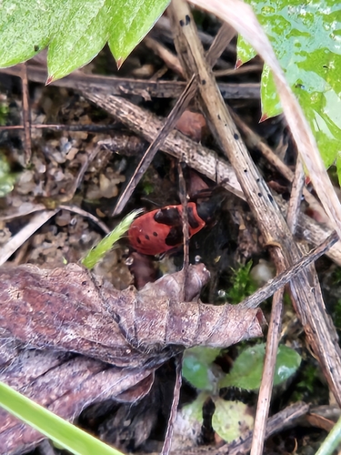 European Firebug