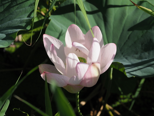 Sacred Lotus