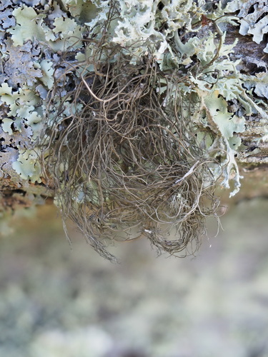 Pale-footed Horsehair Lichen
