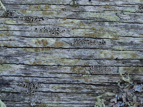 Fused Rim Lichen