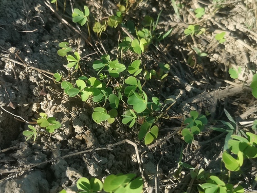 clover fern