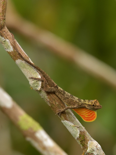 Amazon Bark Anole