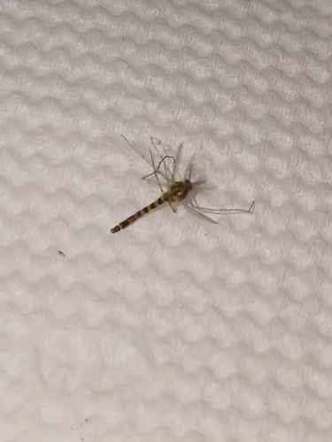 Culiseta longiareolata