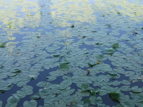 yellow water-lily
