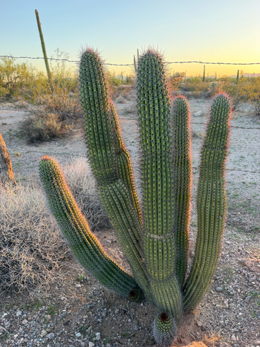organ pipe cactus