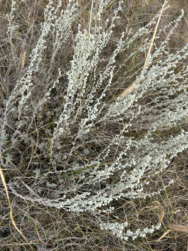 fringed sagebrush