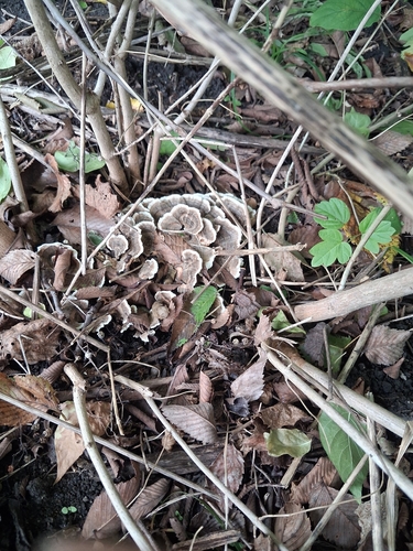 turkey-tail