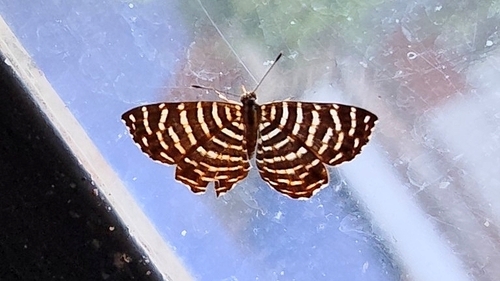 Napaea thasus