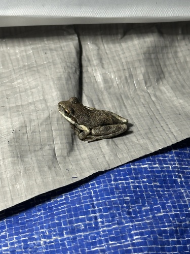 iNaturalist observation photo of Pacific chorus frog