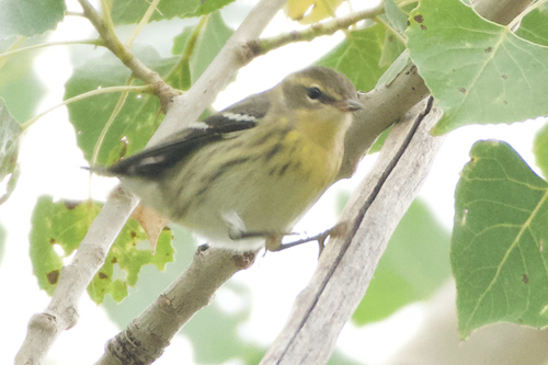 Blackburnian Warbler