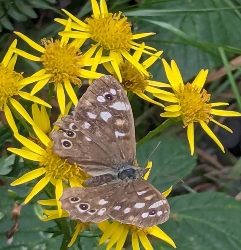 Speckled Wood