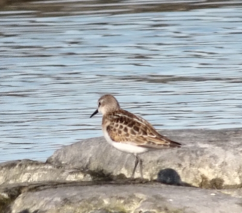 Little Stint