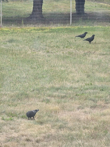 American Crow