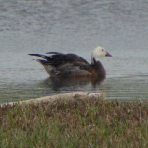 Snow Goose