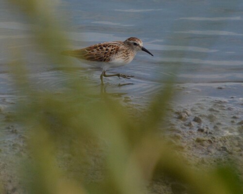 Least Sandpiper