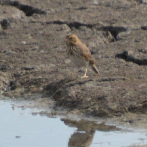 Savannah Sparrow