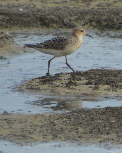 Buff-breasted Sandpiper