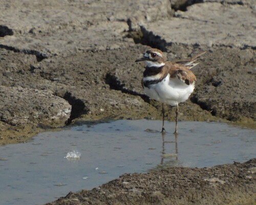 Killdeer