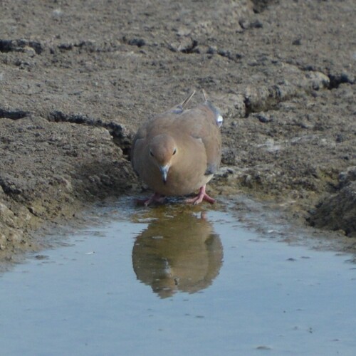 Mourning Dove