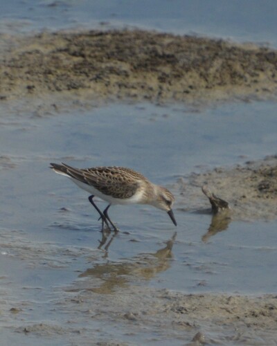 Semipalmated Sandpiper
