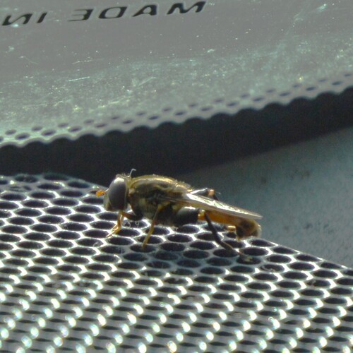 Common Thick-leg Fly