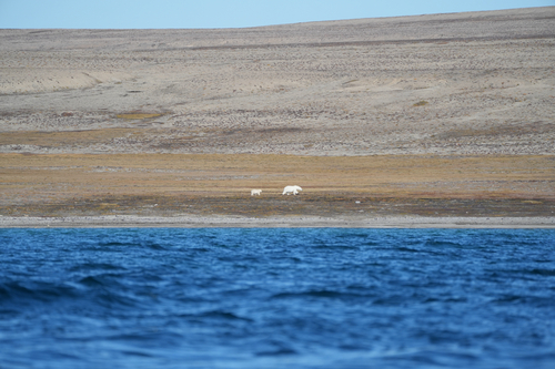 Black Bear sighting near Kitikmeot