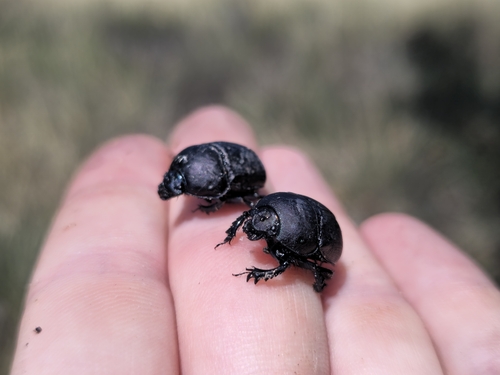 Opaque Earth-boring Beetle