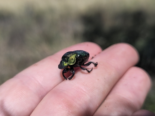 Rainbow Scarab