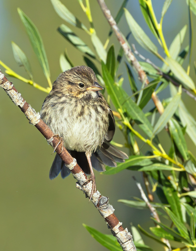 iNaturalist observation photo of New World Sparrows