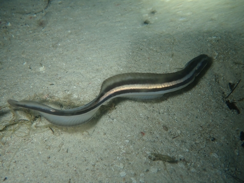 Convict Blenny — seen at this dive site