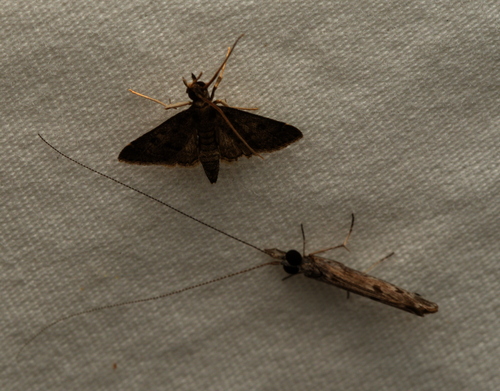 Marilia flexuosa