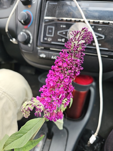 Butterfly bush