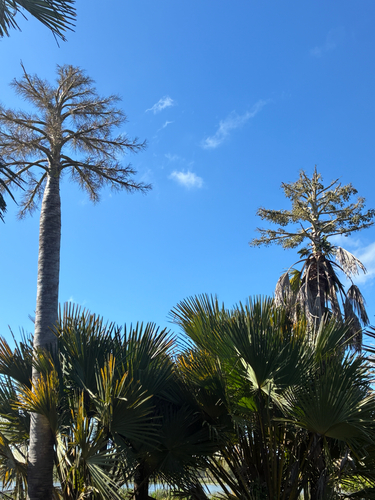 gebang palm