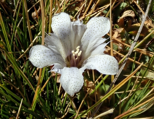 Gentiana newberryi var. tiogana