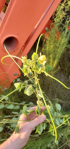 American Sicklepod
